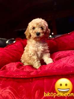 A KALİTE TOY POODLE YAVRULARIMİZ 1