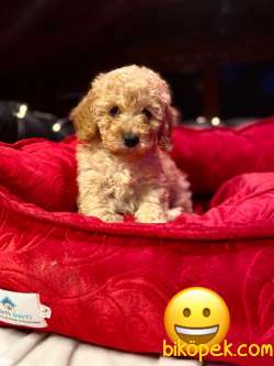 A KALİTE TOY POODLE YAVRULARIMİZ 2