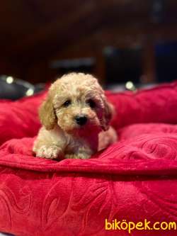 A KALİTE TOY POODLE YAVRULARIMİZ 4