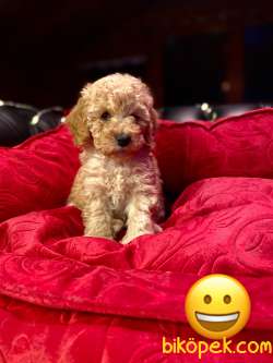 A KALİTE TOY POODLE YAVRULARIMİZ 3