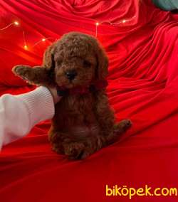 A KALİTE TOY POODLE YAVRULARIMİZ 5