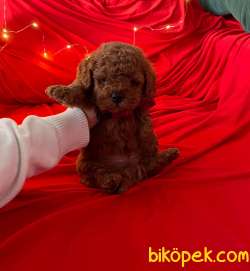 A KALİTE TOY POODLE YAVRULARIMİZ 1