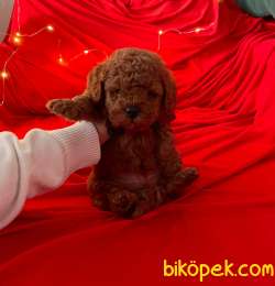 A KALİTE TOY POODLE YAVRULARIMİZ 4