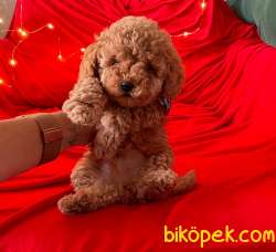 A KALİTE TOY POODLE YAVRULARIMİZ 1