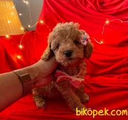 A KALİTE TOY POODLE YAVRULARIMİZ 1