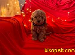 A KALİTE TOY POODLE YAVRULARIMİZ 4