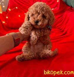 A KALİTE TOY POODLE YAVRULARIMİZ 3
