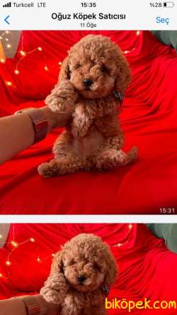 A KALİTE TOY POODLE YAVRULARIMİZ 2