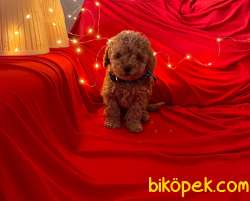 A KALİTE TOY POODLE YAVRULARIMİZ 5