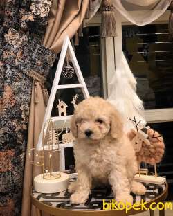 A KALİTE TOY POODLE YAVRULARIMIZ 2