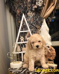 A KALİTE TOY POODLE YAVRULARIMIZ 1