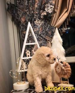 A KALİTE TOY POODLE YAVRULARIMIZ 3