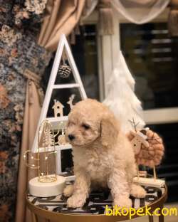 A KALİTE TOY POODLE YAVRULARIMIZ 4