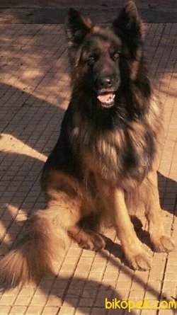 A Kalite Uzun Tüylü Alman Kurdu Yavrularımız 3