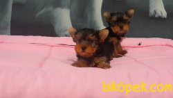 A KALITE YORKSHIRE TERRIER YAVRULARIMIZ 1