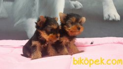 A KALITE YORKSHIRE TERRIER YAVRULARIMIZ 5