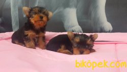 A KALITE YORKSHIRE TERRIER YAVRULARIMIZ 2