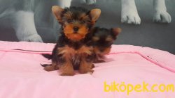 A KALITE YORKSHIRE TERRIER YAVRULARIMIZ 3