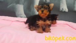 A KALITE YORKSHIRE TERRIER YAVRULARIMIZ 4