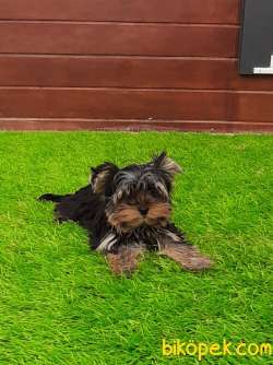 A KALİTE YORKSHIRE TERRIER YAVRULARIMIZ 3
