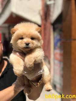 A Kalitede Chowchow(çin Aslanı)yavrularımız 5