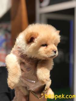 A Kalitede Chowchow(çin Aslanı)yavrularımız 4