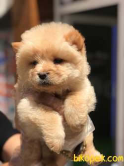 A Kalitede Chowchow(çin Aslanı)yavrularımız 3