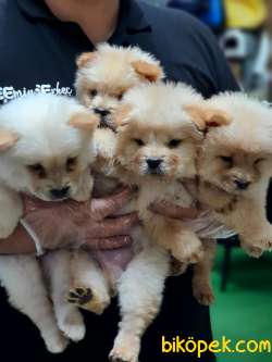 A Kalitede Chowchow(çin Aslanı)yavrularımız 2