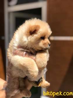 A Kalitede Chowchow(çin Aslanı)yavrularımız 1