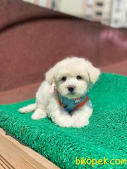 A KALİTEDE MALTESE TERRİER 4