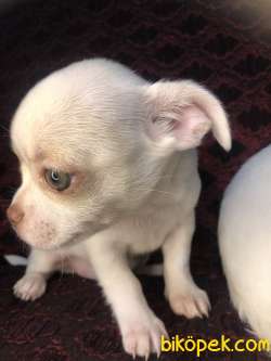 A Kaliteli Chihuahua Yavrumuz 1