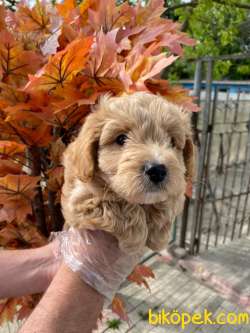 A KALİTELİ MALTİPOO BEBEKLERİMİZ 2