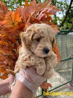 A KALİTELİ MALTİPOO BEBEKLERİMİZ 1