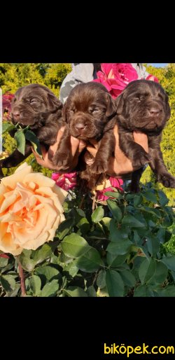 A Klas Labrador Redriever  Yavrularım Üretim Bizim Işimiz 1