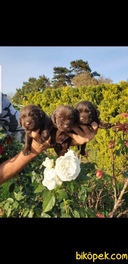 A Klas Labrador Redriever  Yavrularım Üretim Bizim Işimiz 2