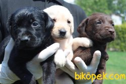 A Klas Labrador Redriever  Yavrularım Üretim Bizim Işimiz 5