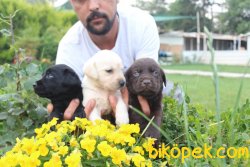 A Klas Labrador Redriever  Yavrularım Üretim Bizim Işimiz 4