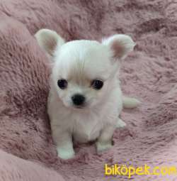 A Klas Şecereli Mini Boy Chihuahua 1