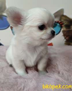 A Klas Şecereli Mini Boy Chihuahua 4