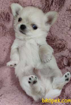 A Klas Şecereli Mini Boy Chihuahua 3