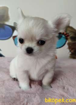 A Klas Şecereli Mini Boy Chihuahua 2