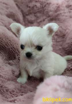 A Klas Şecereli Mini Boy Chihuahua 5