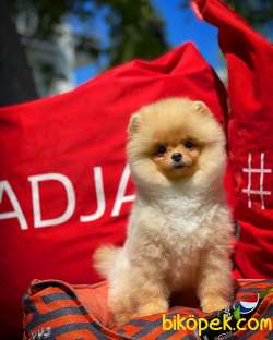 A Plus Orjinal Renk Ödül Adayı Boo Pomeranian Oğlumuz Rich 2