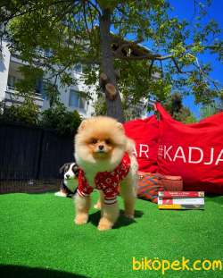 A Plus Orjinal Renk Ödül Adayı Boo Pomeranian Oğlumuz Rich 5