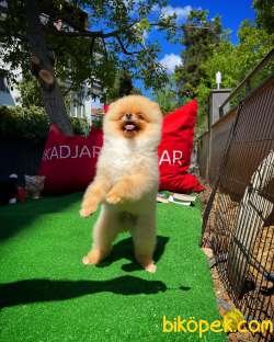 A Plus Orjinal Renk Ödül Adayı Boo Pomeranian Oğlumuz Rich 4