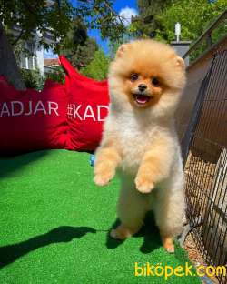 A Plus Orjinal Renk Ödül Adayı Boo Pomeranian Oğlumuz Rich 3