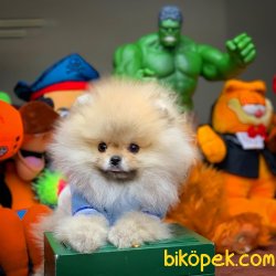 A+ Pomeranian Yavruları 3