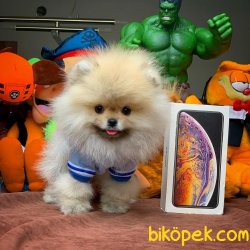 A+ Pomeranian Yavruları 4