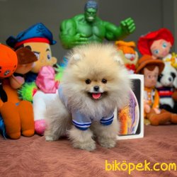 A+ Pomeranian Yavruları 2