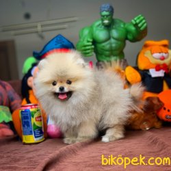 A+ Pomeranian Yavruları 1